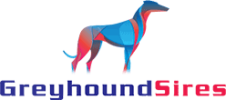 Greyhound Sires