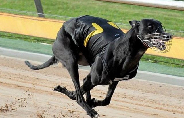 Nolen | Greyhound Sires